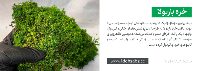 خزه باربولا یا خزه ستاره&zwnj;ای {Barbula Moss} در ساخت ماس وال 