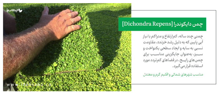 ویژگیهای چمن دایکوندرا یا چمن آفریقایی