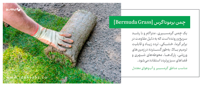 ویژگیهای چمن برموداگرس یا چمن گرمسیری