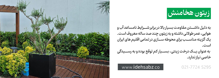 درخت زیتون هخامنش | زیتون چند صد ساله