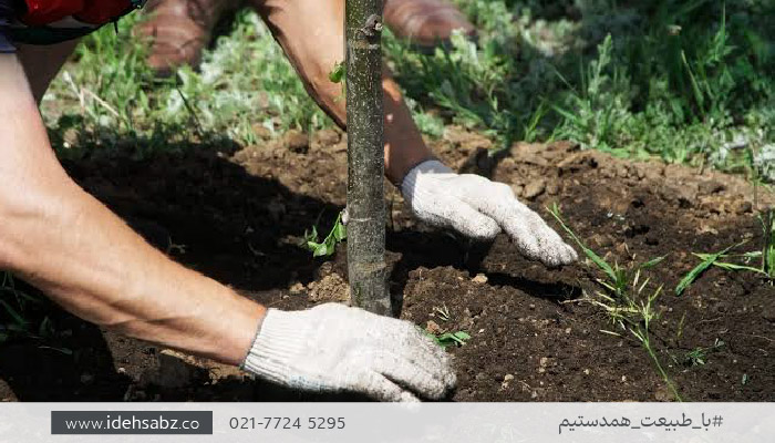 بهترین زمان کاشت درخت چه زمانی است؟