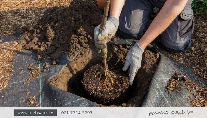 فاکتورهای مهم در انتخاب بهترین زمان کاشت درخت