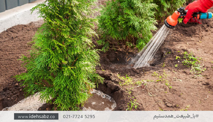 کاشت درخت در تابستان | حفر کانالهای خاکی