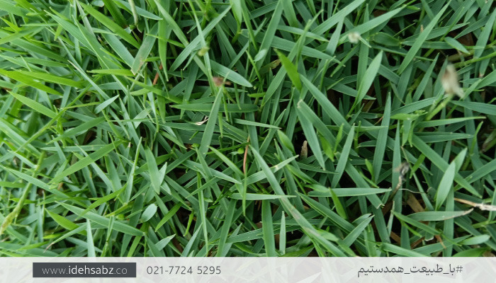 گیاهان مقاوم به خشکی | چمن برمودا