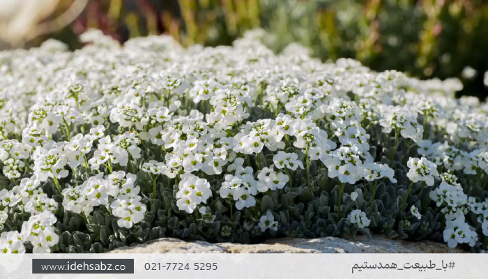 گیاهان مقاوم به گرما در فضای باز | آلیسوم