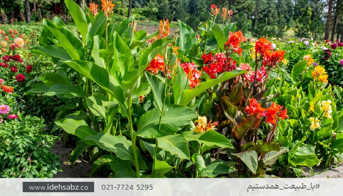 گلهای بیرونی مقاوم به گرما | گل اختر