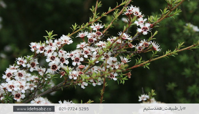 درختان همیشه سبز کم آب | درخت چای نیوزلندی