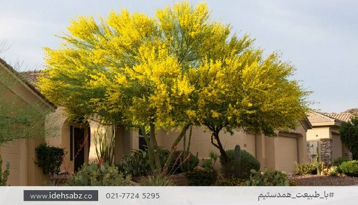 درختان همیشه سبز کم آب | درخت پارکینسونیا