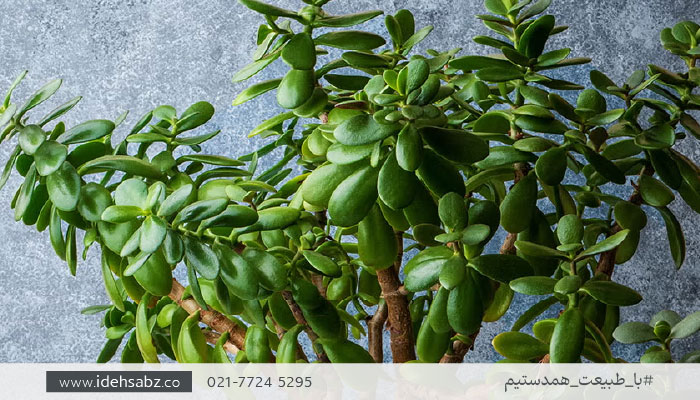 گیاهان مقاوم به خشکی در دکوراسیون داخلی | گیاه یشم