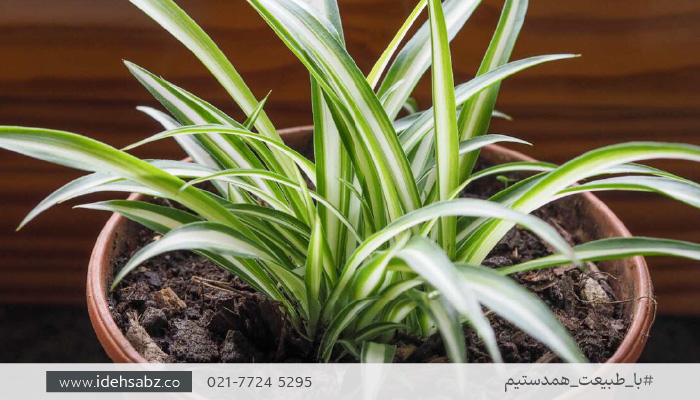 گیاهان مقاوم به خشکی | گیاه عنکبوتی