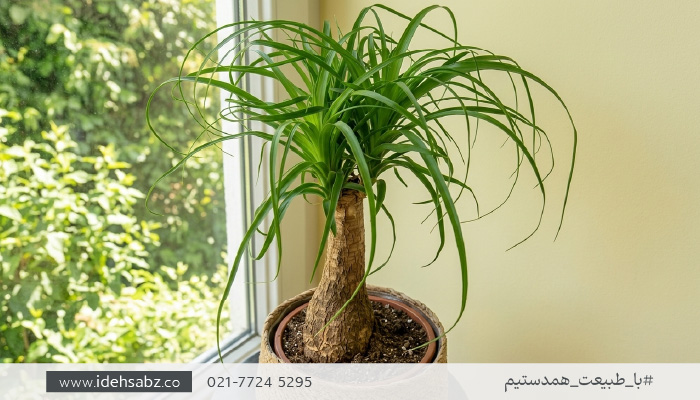 گیاهان مقاوم به خشکی | نخل دم اسبی یا لیندا
