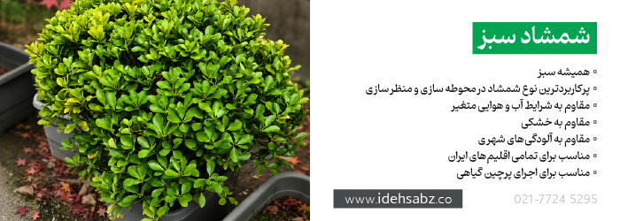 گیاه شمشاد سبز | ایده سبز