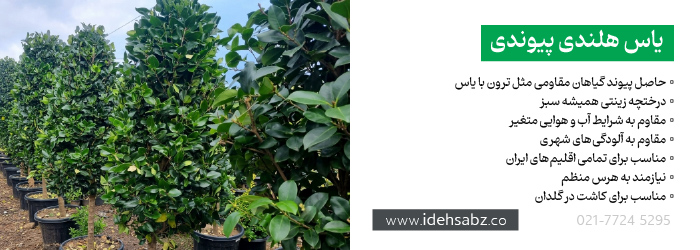 گیاه یاس هلندی پیوندی | یاس هلندی پایه دار