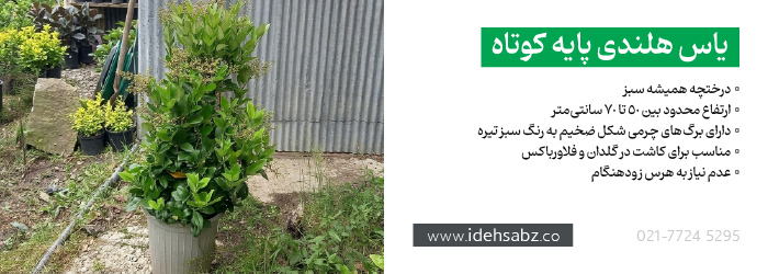 درختچه یاس هلندی پایه کوتاه | یاس هلندی کوچک