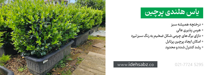 یاس هلندی پرچین | خرید یاس در تهران
