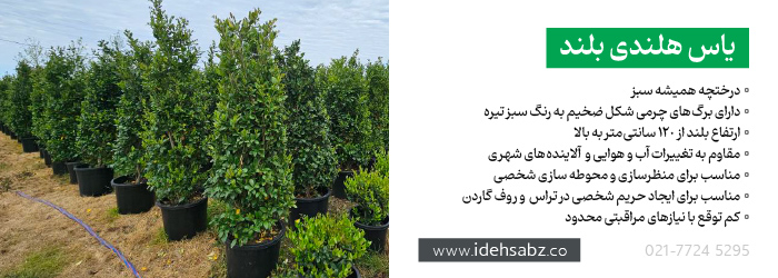 گیاه یاس هلندی بلند | خرید یاس هلندی در تهران