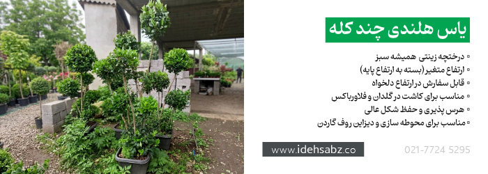 خرید یاس هلندی چند کله | یاس هلندی چند سر